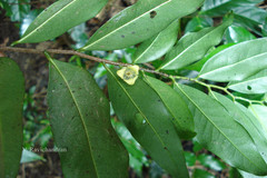 Miliusa flaviviridis